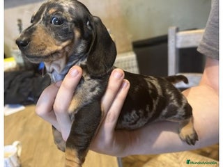 Teckel Miniatura perros - Anuncio 2