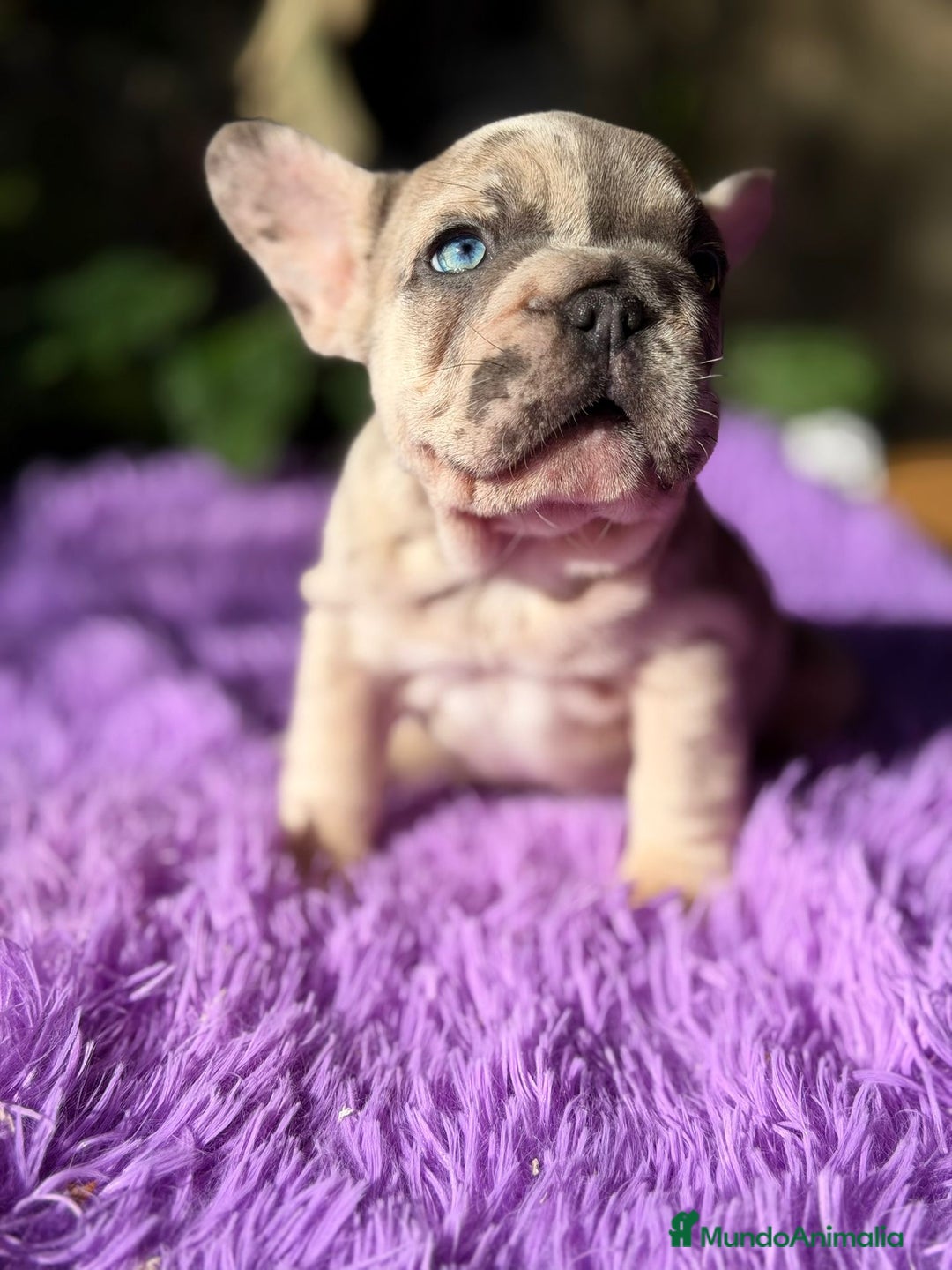 Bulldog Francés perros en venta: Bulldog francés merle - Anuncio 1