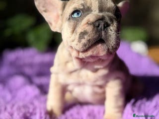 Bulldog Francés perros Bulldog francés merle - Anuncio 1