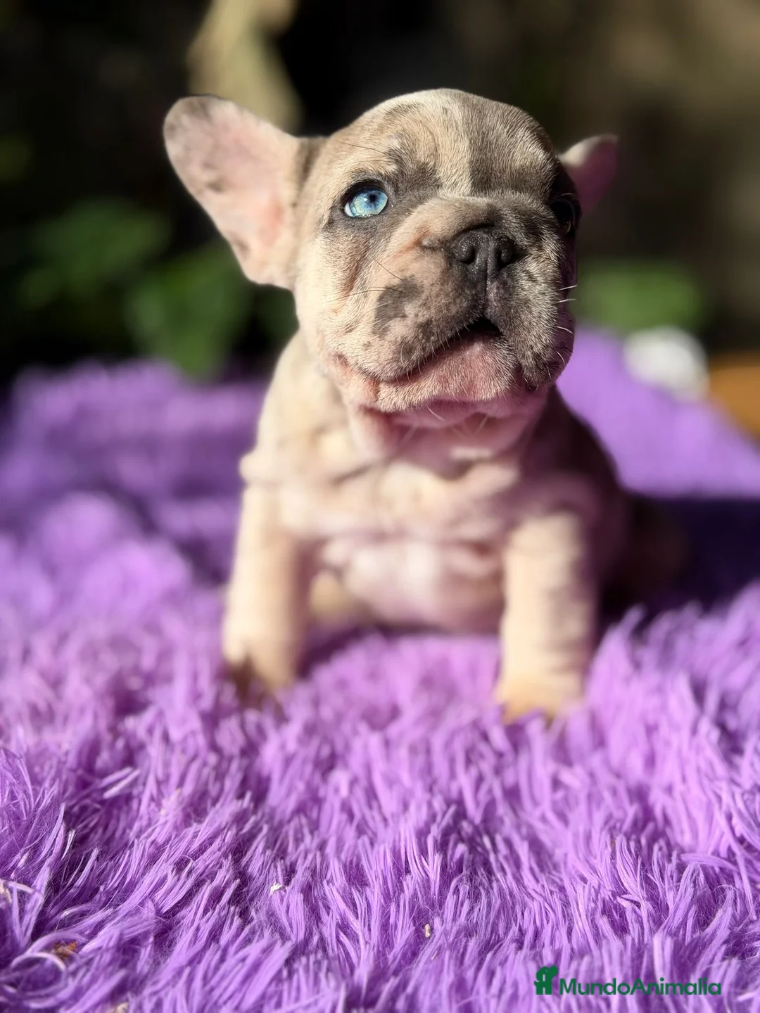 Bulldog Francés perros en venta: Bulldog francés merle - Anuncio 1