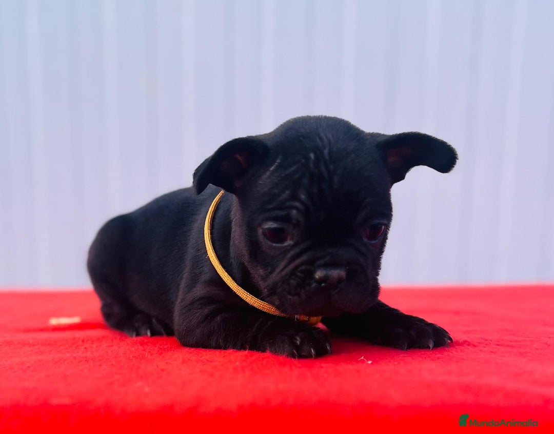 Bulldog Francés perros en venta: Bulldog Francés  - Anuncio 4