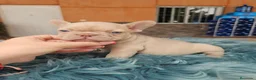 Bulldog Francés perros en venta: Bulldog francés exoticos  - Anuncio 4
