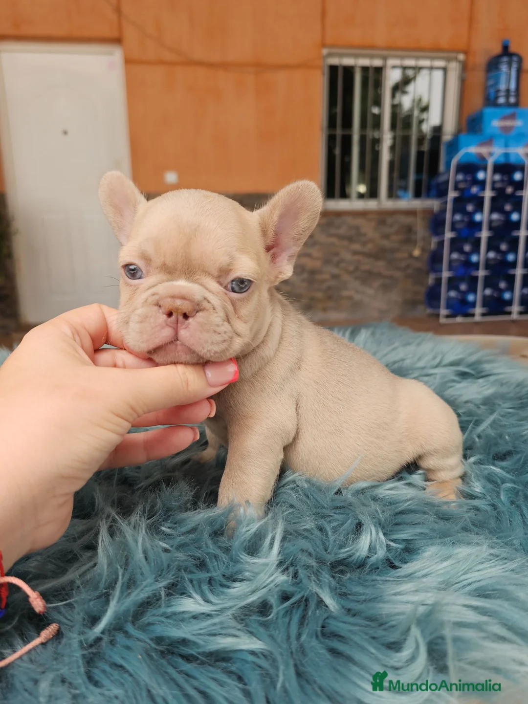 Bulldog Francés perros en venta: Bulldog francés exoticos  - Anuncio 4