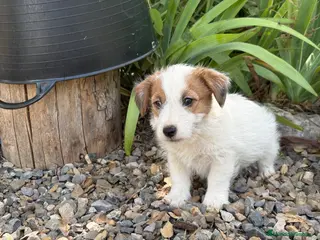 Jack Russell Terrier perros Jack Russell de pelo duro ( Brush) 🐾🐾🐾 - Anuncio 2