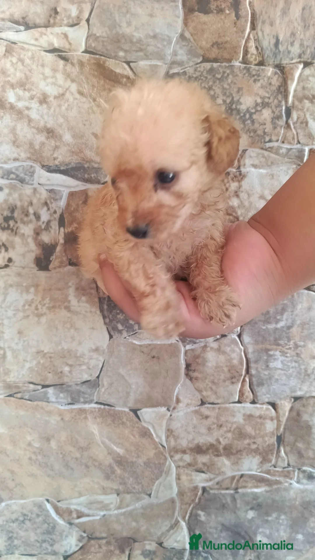 Caniche Toy perros en venta: Macho caniche toys apricot  - Anuncio 1