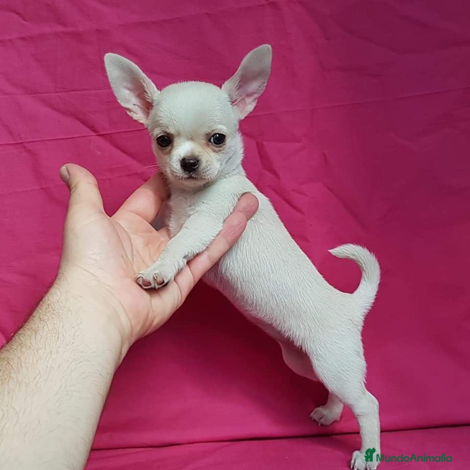 Chihuahua perros Chihuahua línea rusa  en Ciudad Real - Anuncio 2