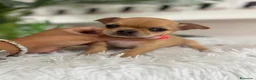 Chihuahua perros en venta: CHIHUAHUA HEMBRA - Anuncio 4