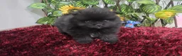 Pomerania perros en venta: Pomerania - Anuncio 4