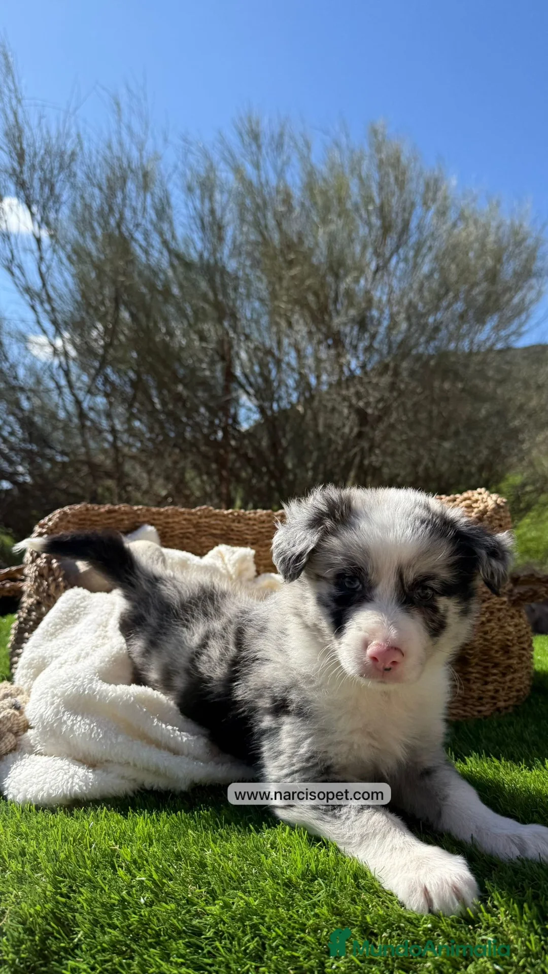Border Collie perros en venta: BORDER COLLIE MERLE - Anuncio 2