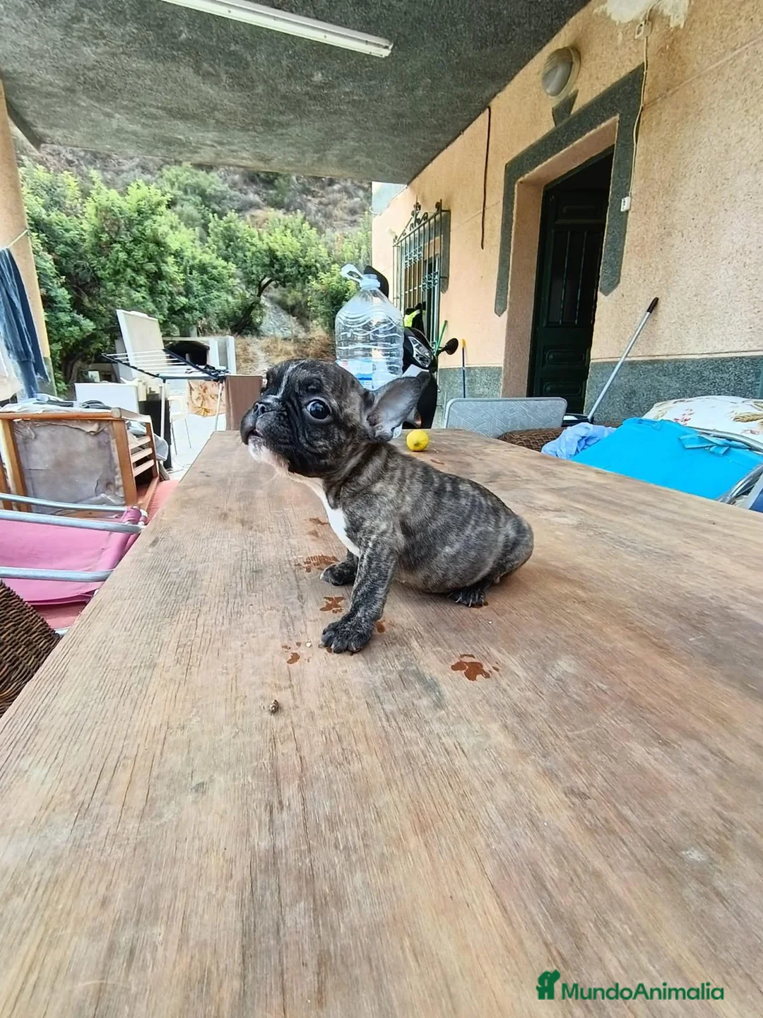Bulldog Francés perros en venta: Bulldog frances  - Anuncio 2
