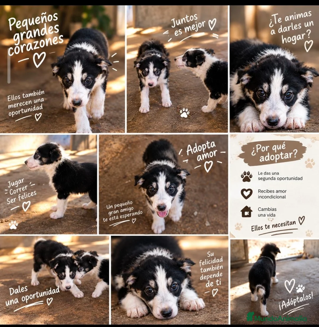 Border Collie perros en adopcion: Precioso border collie - Anuncio 1