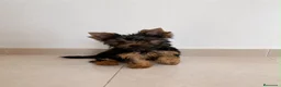 Yorkshire Terrier perros en venta: 🐾 Machito de Yorkshire Terrier 🐾 - Anuncio 3