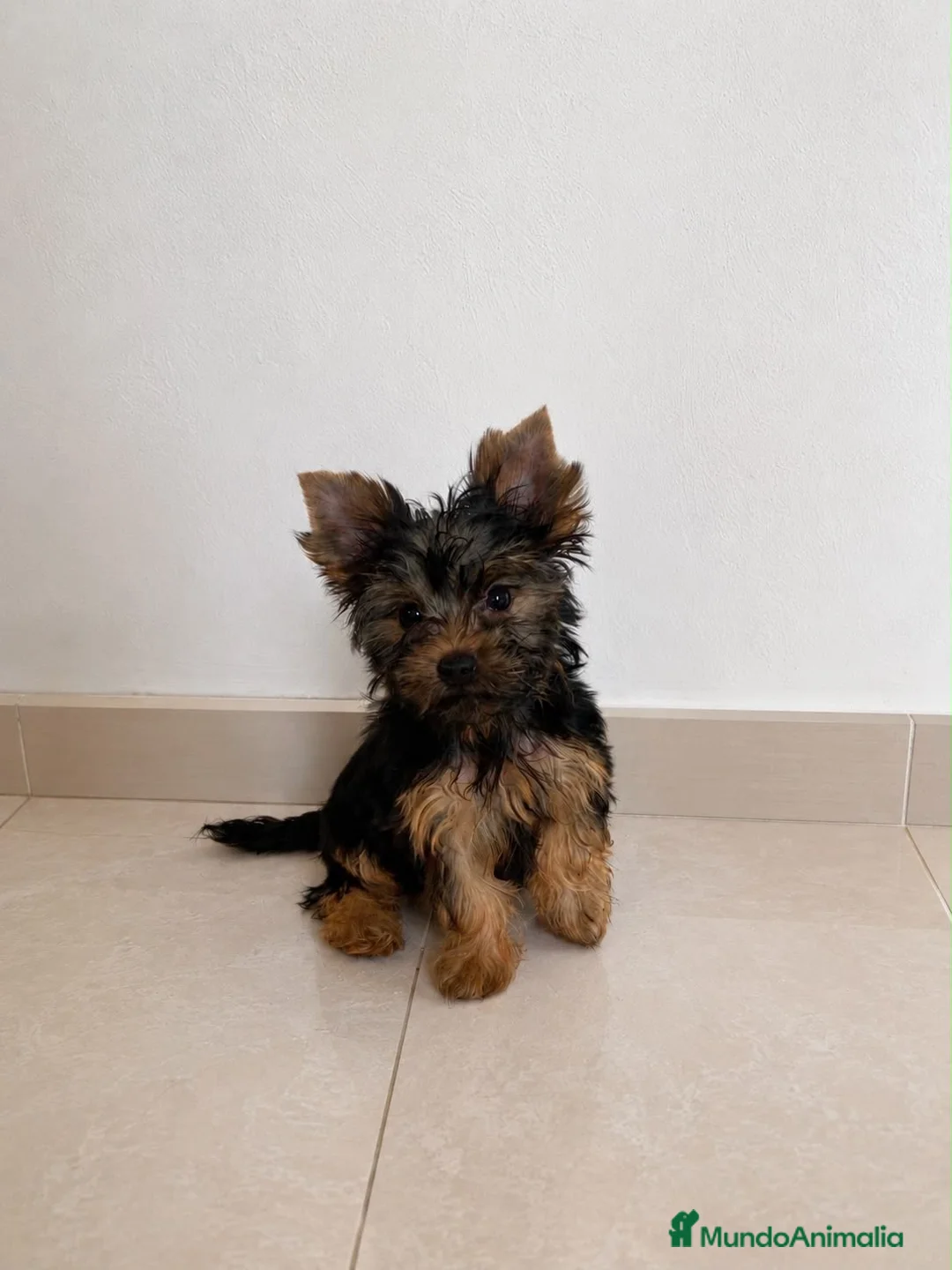 Yorkshire Terrier perros en venta: 🐾 Machito de Yorkshire Terrier 🐾 - Anuncio 3