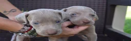 Weimaraner perros en venta: Weimaraner disponibles. en Valencia - Anuncio 8