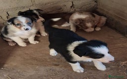Border Collie perros en venta: Boder collie en provincia de Madrid - Imagen 4