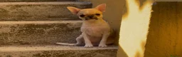 Chihuahua perros en venta: Chihuahua cabeza de manzana  - Anuncio 4