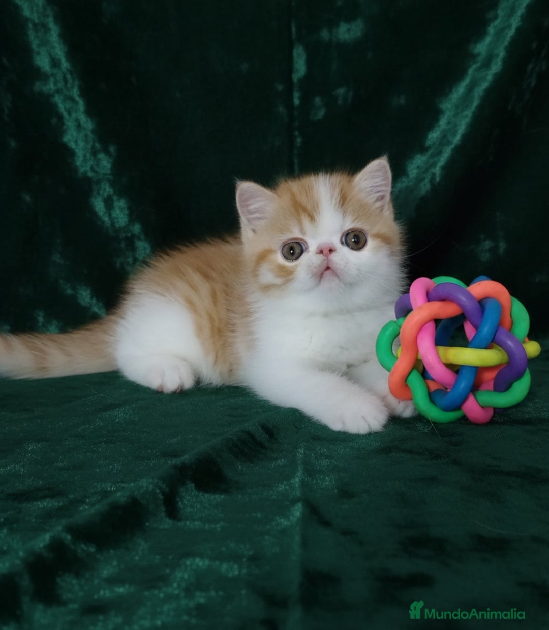 Exótico de Pelo Corto gatos en venta: 🐯 EXOTIC SHORTHAIR RED TABBY & WHITE - Imagen 13