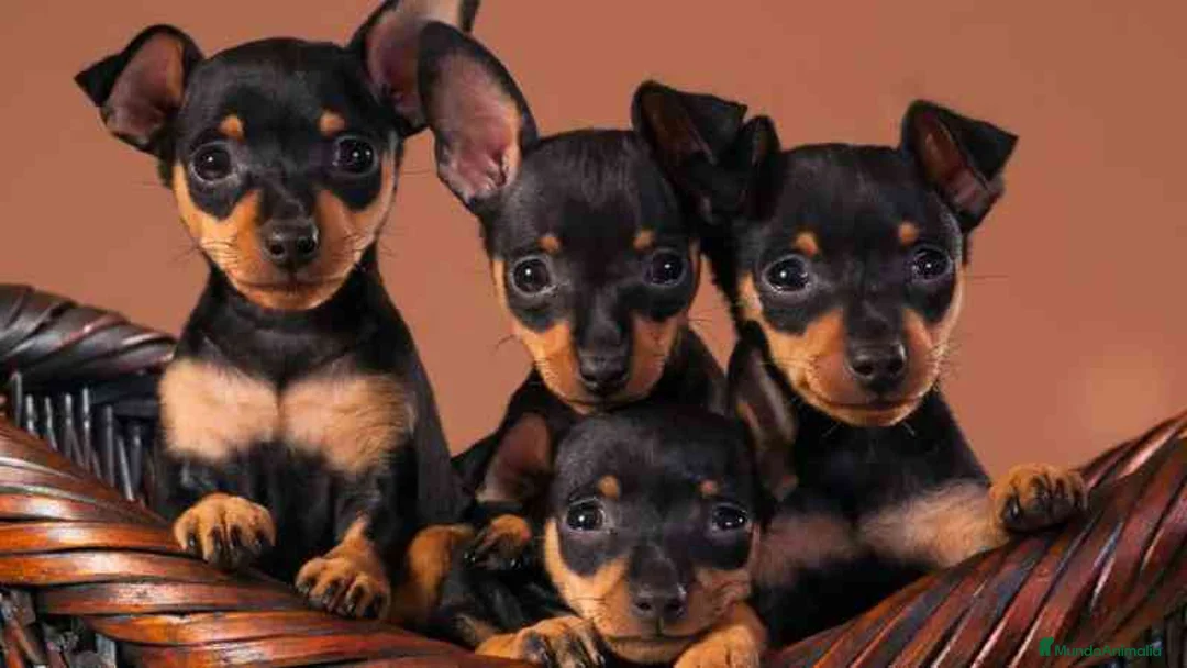 Pinscher Miniatura perros en venta: MINI PINCHER NEGRO FUEGO CACHORROS  - Anuncio 2