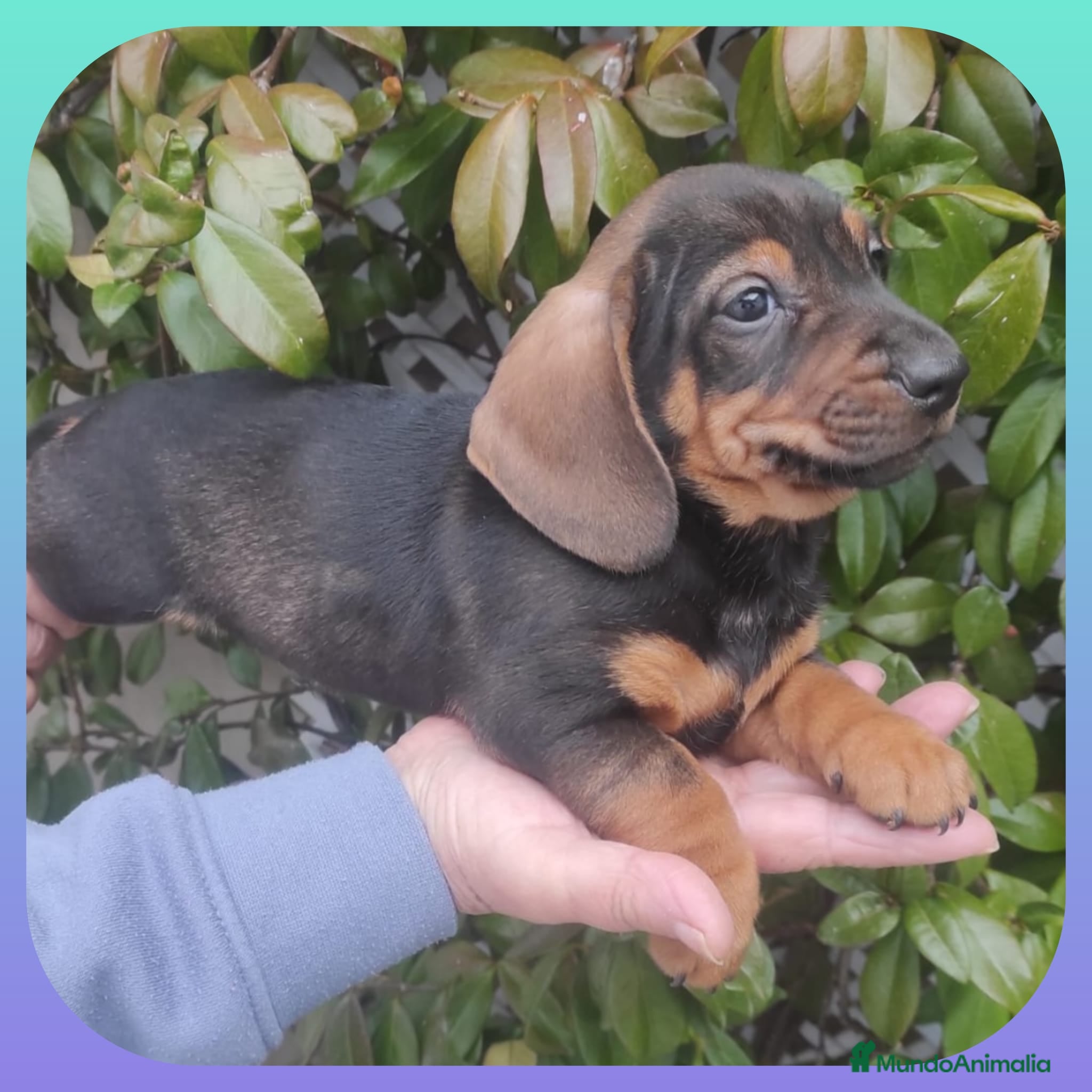 Teckel perros Teckel precio real, machito mini - Anuncio 1