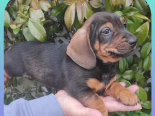 Teckel perros Teckel precio real, machito mini - Anuncio 1