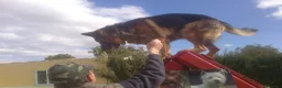 Pastor Alemán perros en venta: Espectaculares cachorros pastor alemán  - Anuncio 6