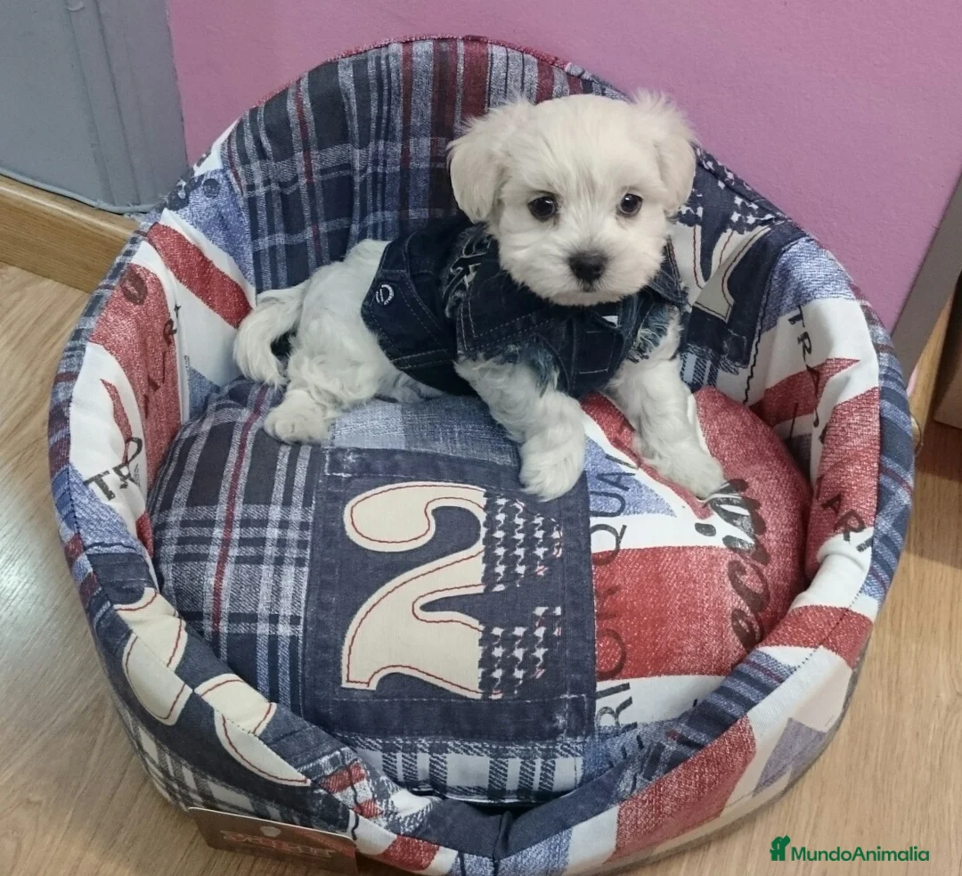 Bichón Maltés perros en venta: Bichón Maltés bebes en Barcelona - Anuncio 4