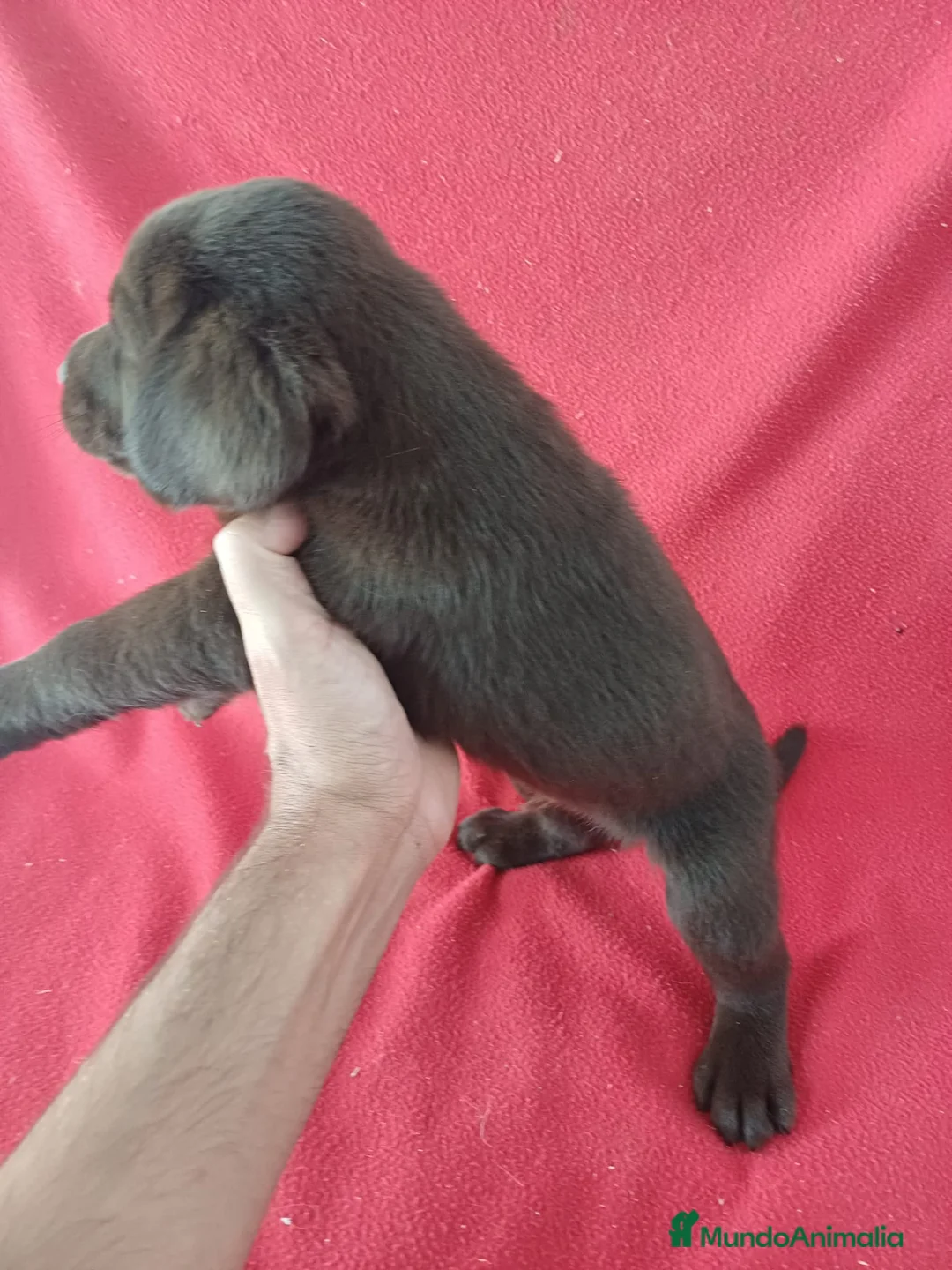 Labrador Retriever perros en venta: Labrador Retriever Chocolate  - Anuncio 2