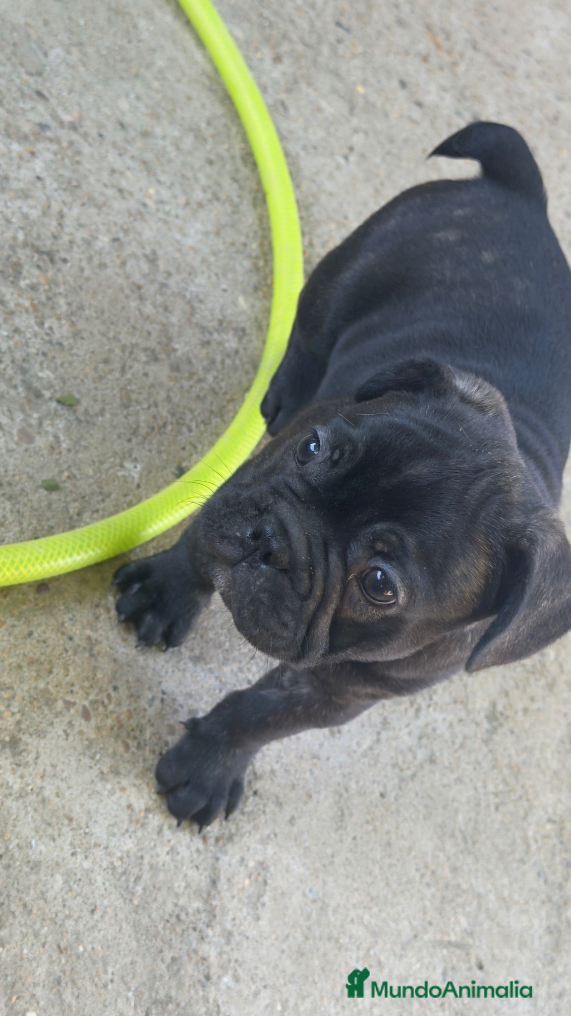 Bulldog Francés perros Espectáculo de bulldog francés negro - Anuncio 18