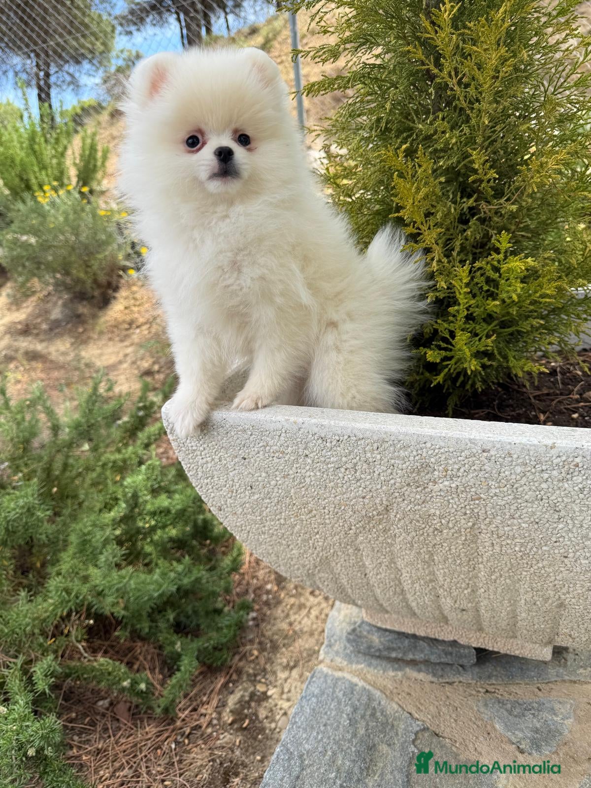 Pomerania perros en venta: Pomerania toy hembra disponible  - Anuncio 5