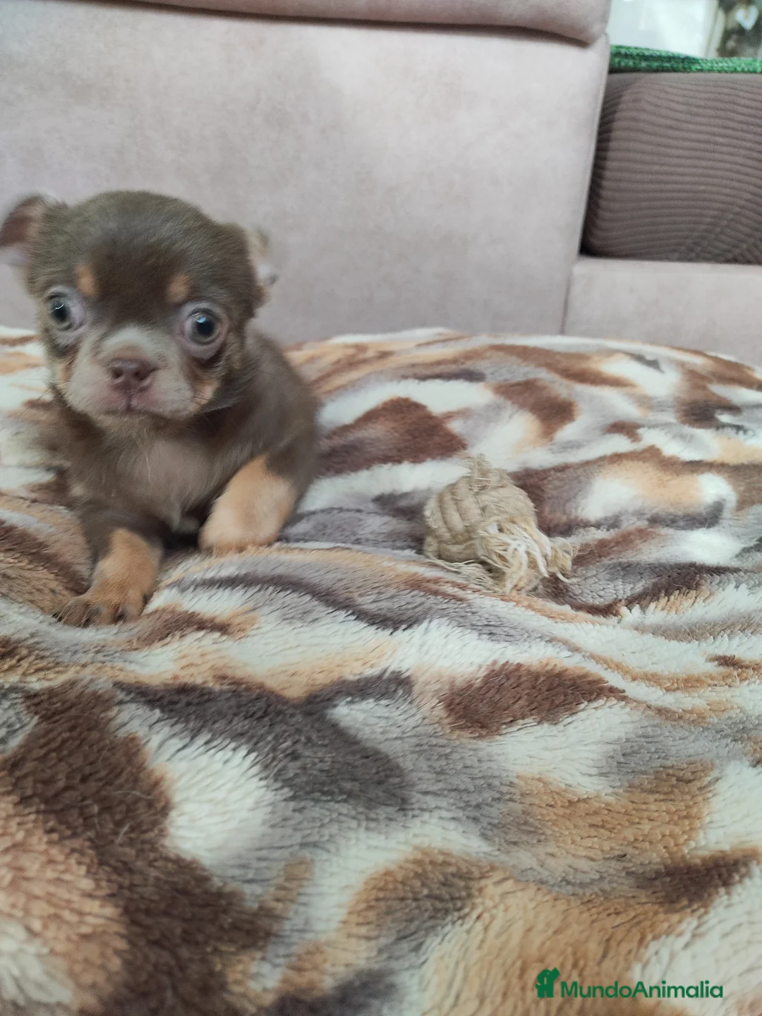 Chihuahua perros en venta: Chihuahua mini  - Anuncio 5