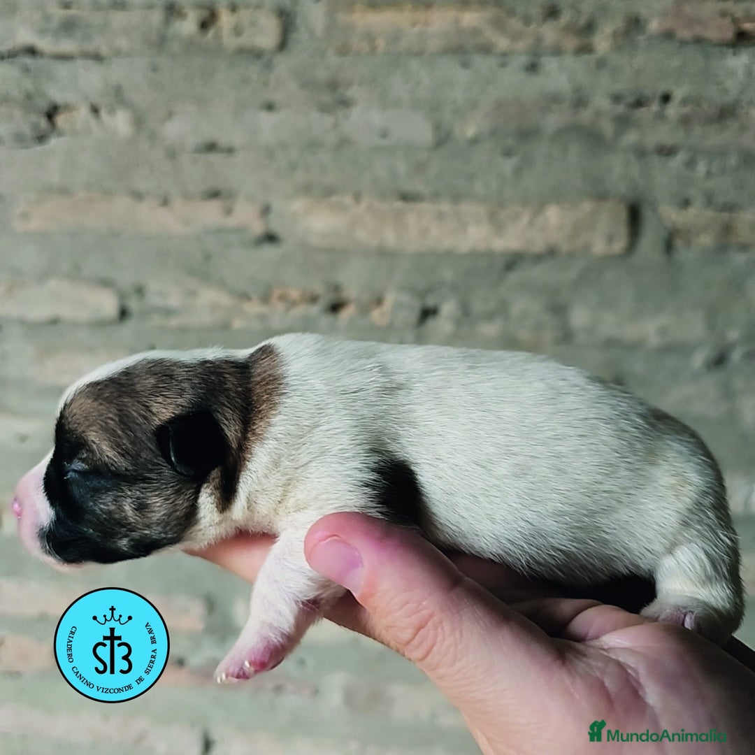 Jack Russell Terrier perros en venta: Jack Russell Terrier de Pelo Broken con Pedigree - Imagen 8