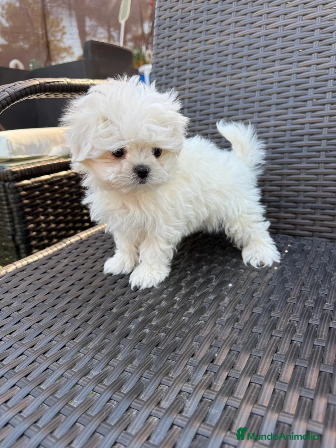 Bichón Maltés perros en venta: Bichon Maltés Mini listo para entregar !! - Anuncio 2