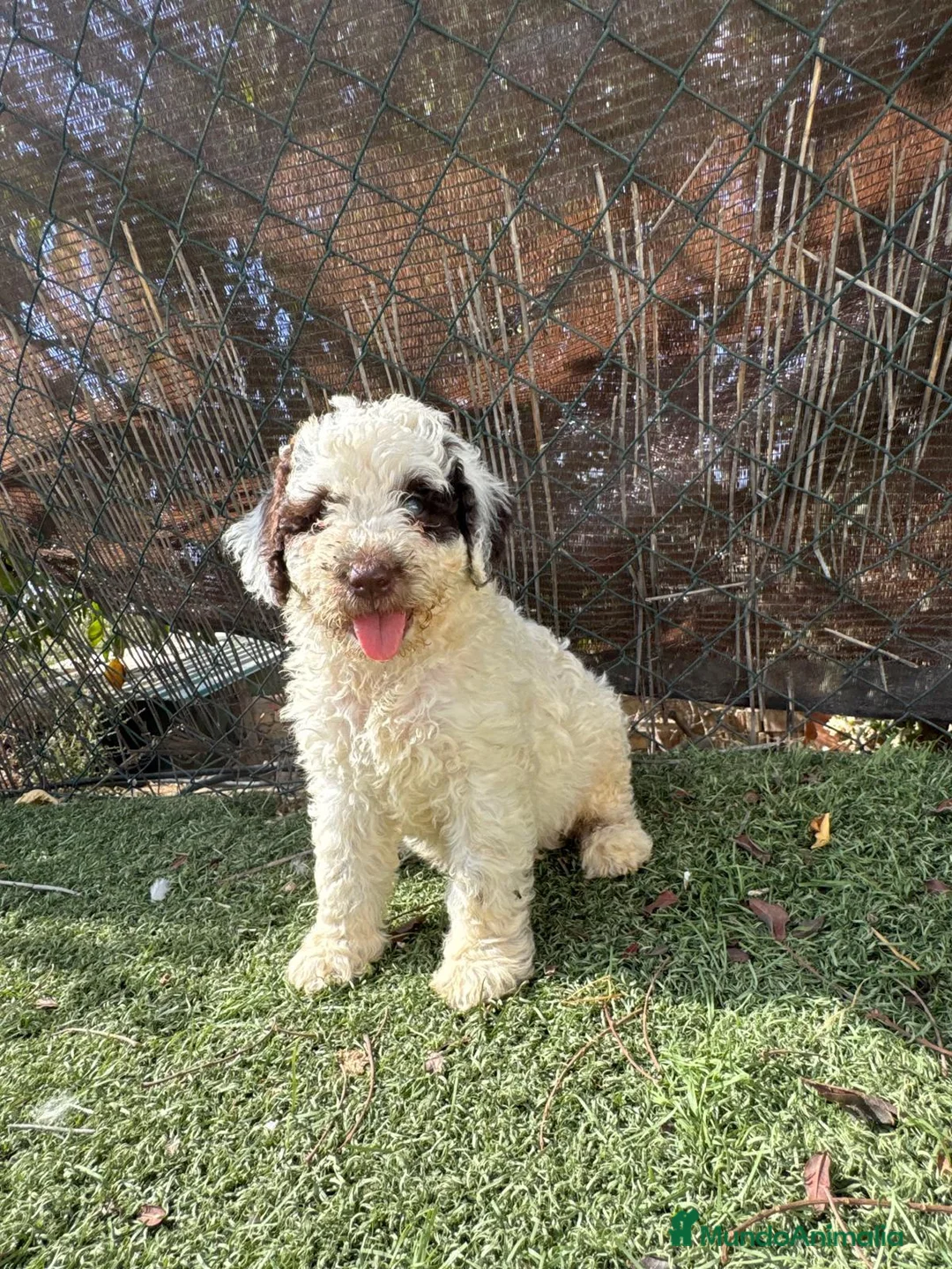 Perro de Agua Español perros en venta: PERRO DE AGUA ESPAÑOL - Anuncio 3