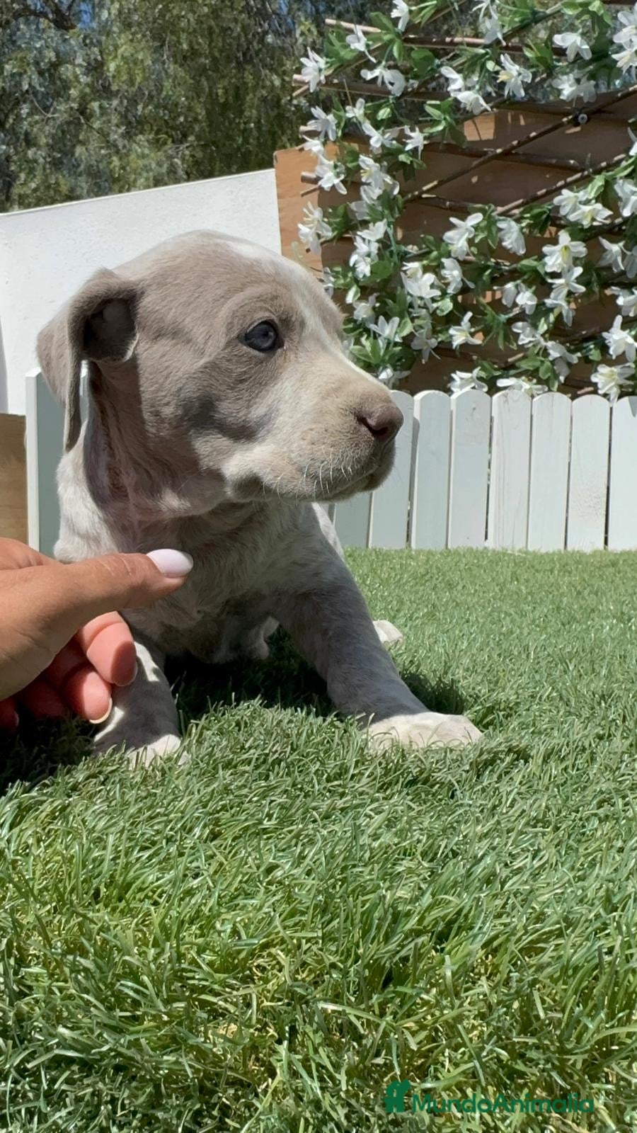 Braco Alemán de Pelo Corto perros BRACO ALEMAN - Anuncio 1