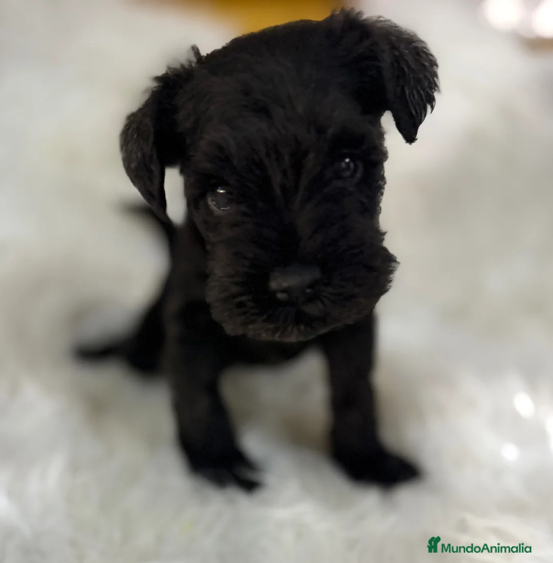 Schnauzer Miniatura perros en venta: SCHNAUZER MINIATURA - Anuncio 1