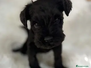 Schnauzer Miniatura perros SCHNAUZER MINIATURA - Anuncio 1