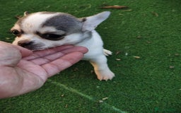 Chihuahua perros en venta: Hembra chihuahua  - Anuncio 1