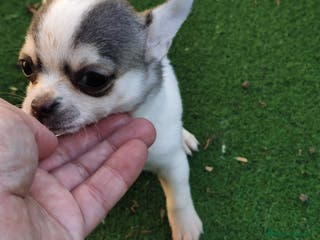 Chihuahua perros Hembra chihuahua - Anuncio 36