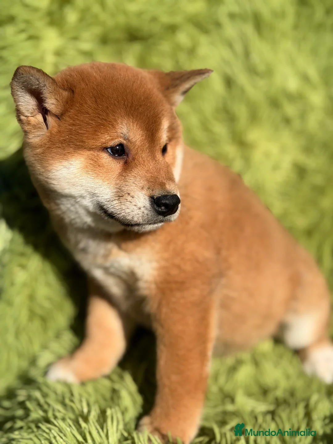 Shiba Inu perros en venta: Shiba Inu rojo  - Anuncio 2