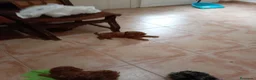 Caniche Toy perros en venta: Caniche toy - Anuncio 12