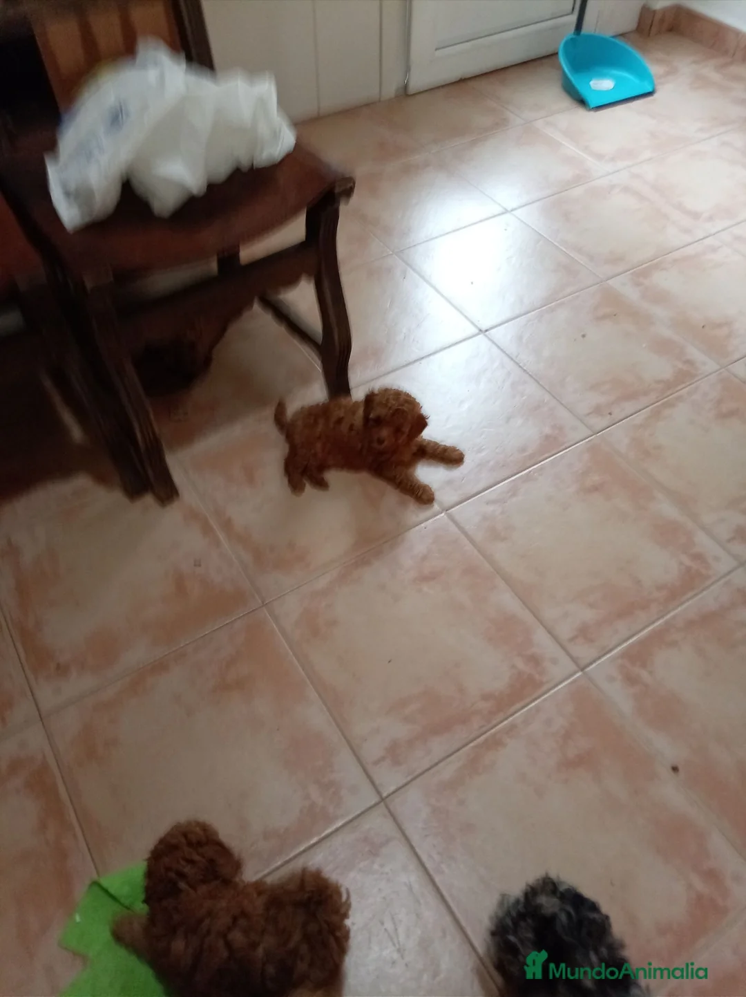 Caniche Toy perros en venta: Caniche toy - Anuncio 12