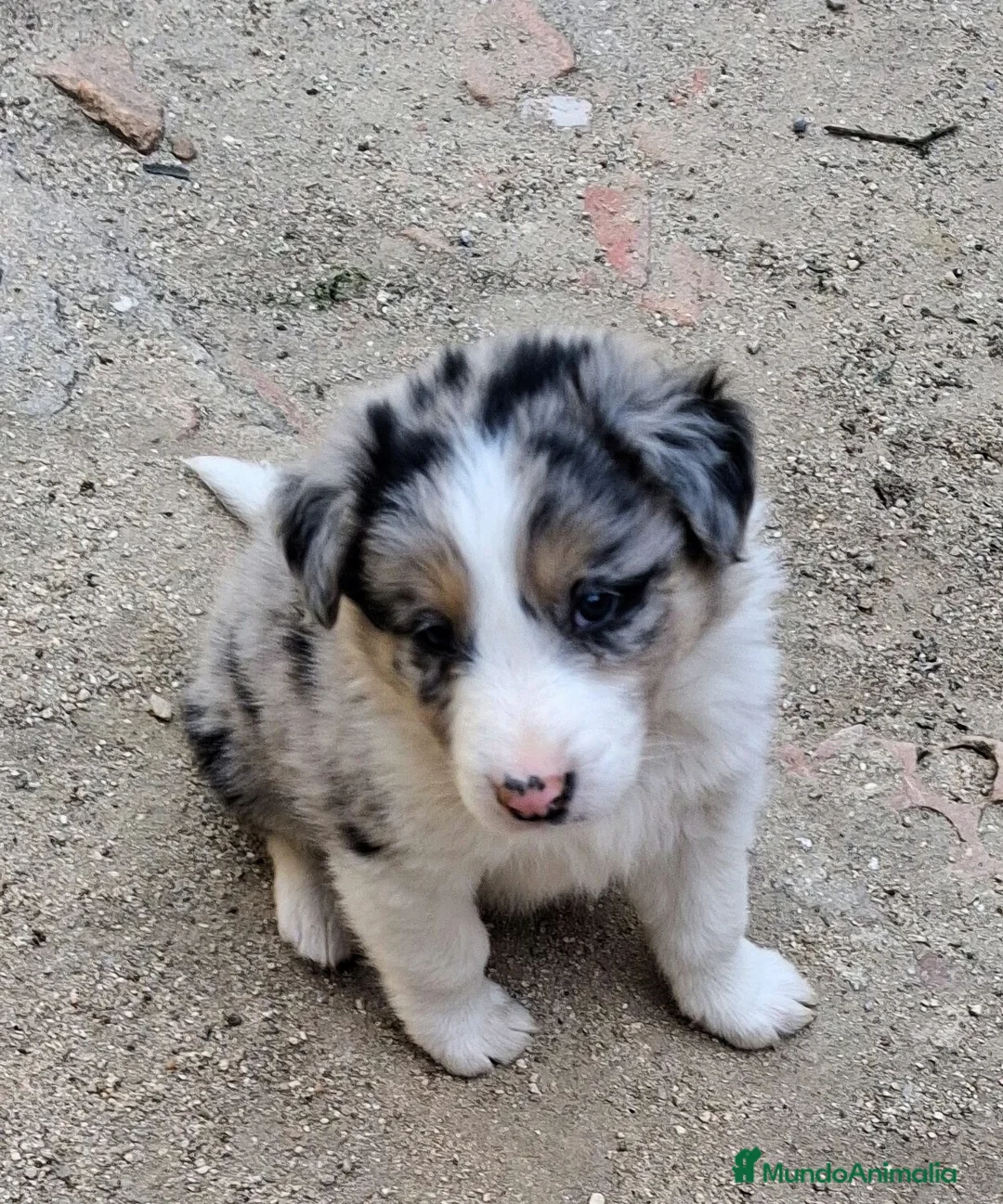 Border Collie perros en venta: Boder collie - Anuncio 2