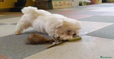 Bichón Maltés perros - Anuncio 8