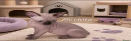 Sphynx gatos en venta: Precioso machito ojos azules  - Anuncio 1