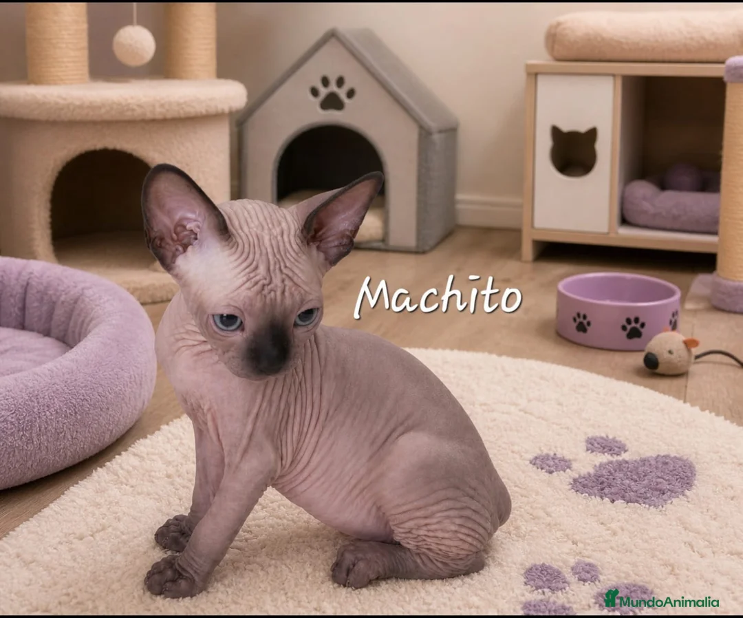 Sphynx gatos en venta: Precioso machito ojos azules  - Anuncio 1