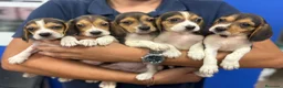Beagle perros en venta: Cachorros Beagle 500€ ¡PRECIO REAL! VALENCIA - Anuncio 3