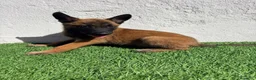 Pastor Belga Malinois perros en venta: Pastor Belga Malinois - Anuncio 8