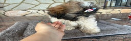 Shih Tzu perros en venta: Machitos de shihtzu - Anuncio 3