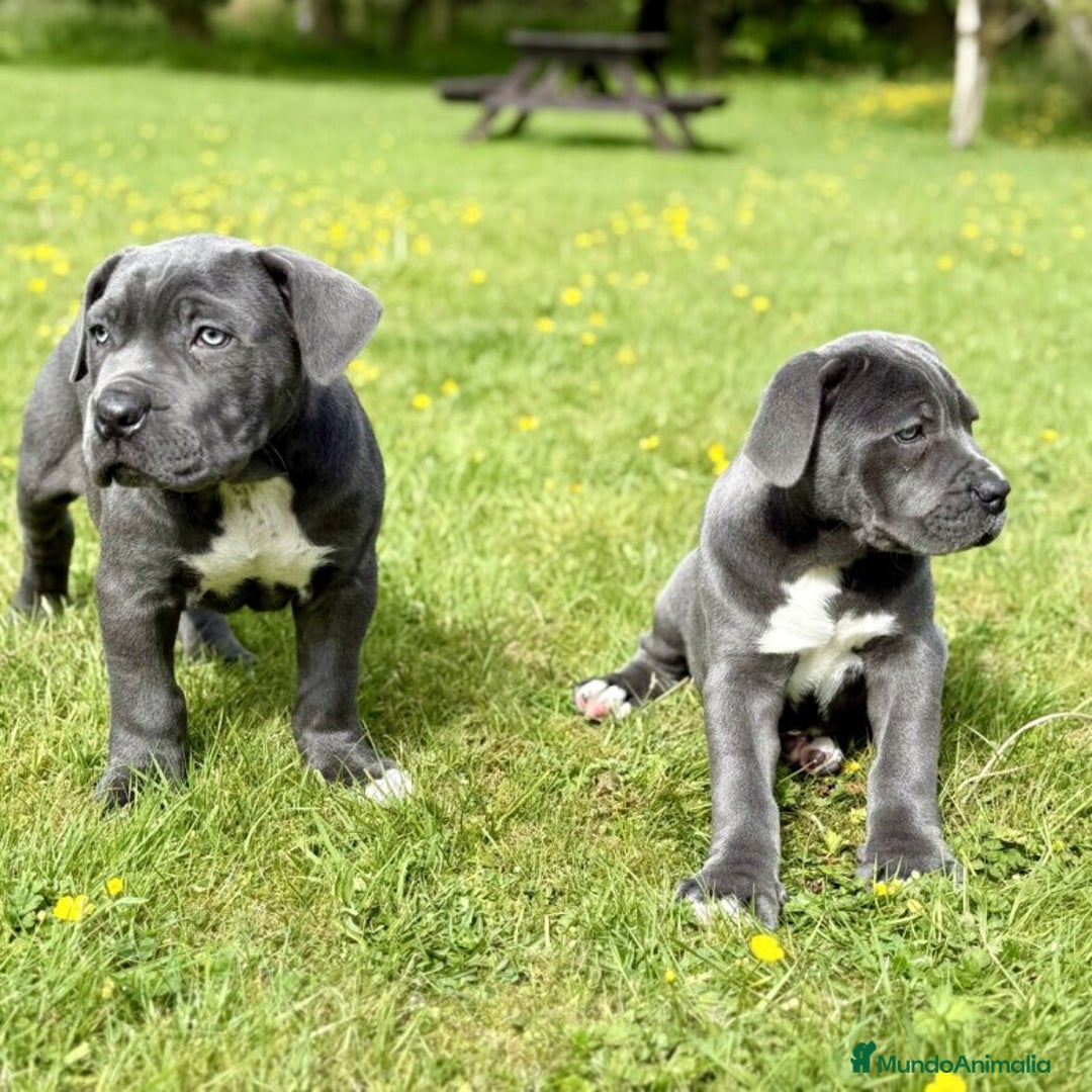 Cane Corso perros en venta: CANE CORSO CACHORROS DE CALIDAD - Anuncio 3