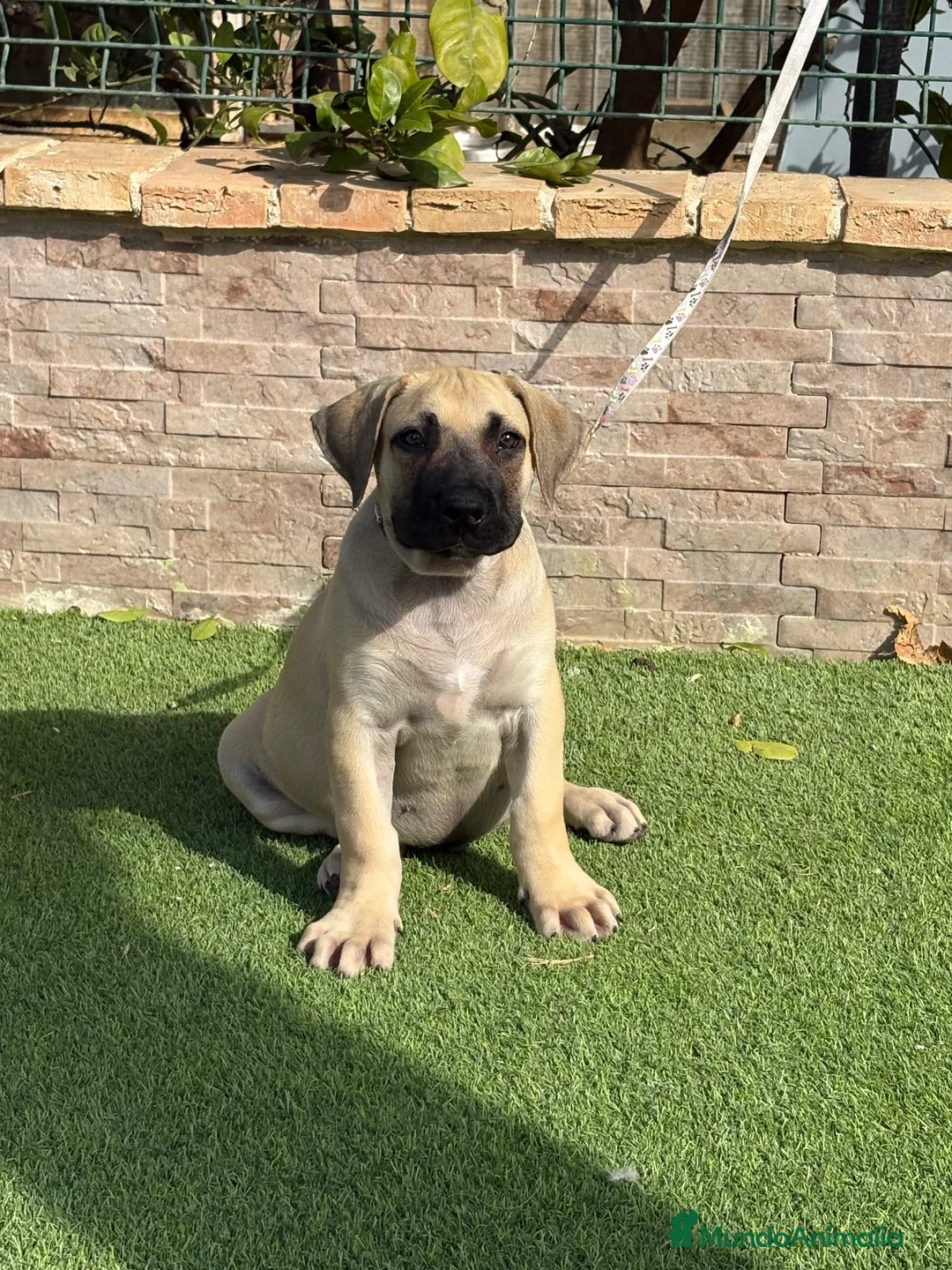 Presa Canario perros en venta: Cachorro presa canario  - Anuncio 2